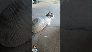 Download lagu this cat is really unique mp3 Download lagu this cat is really unique mp3