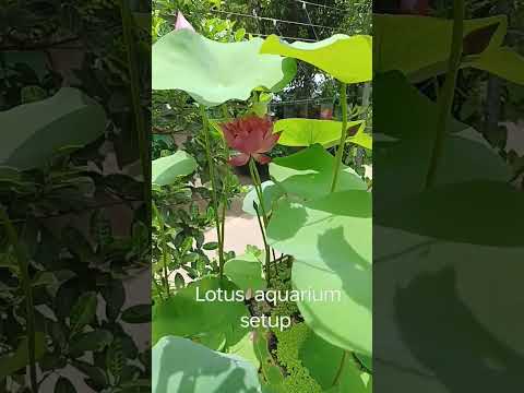 LOTUS PLANT SETUP IN MY ROOF GARDEN
