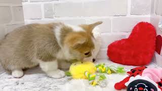 コーギーの動画02