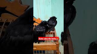 Download lagu Anakan Murai Irian Atau Genteot mp3 Download lagu Anakan Murai Irian Atau Genteot mp3