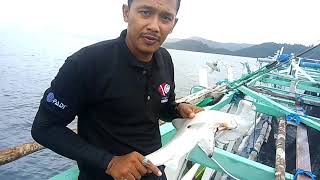 preview picture of video 'Hammerhead shark release by the kombongers Nabire Papua'