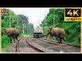 Tragic Shocking 45 Animal Train Crashes You Won T Believe Were Real Animal Crashes 111
