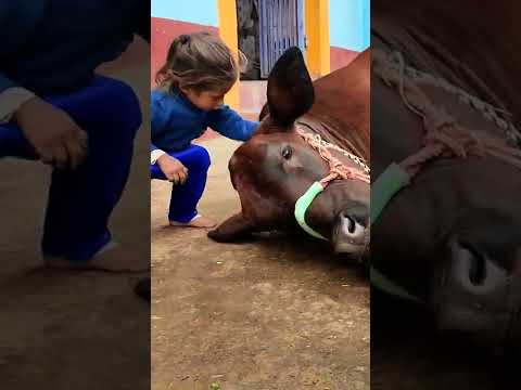 kids trying to sleep cow 🐮🐄🐮🐮🐄🐄🐮🐮🐮🐮