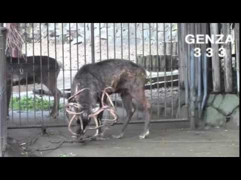 Reindeer tree entangled on the corner | Funny Animal 2016