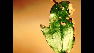 Jerry Jeff Walker   &quot;Won&#39;t You Give Me One More Chance&quot;