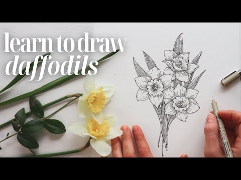 How to Draw Daffodils ❃ Easy + Beginner Friendly Drawing Tutorial