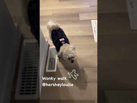 Maltipoo Hershey Louise with her new boots  #cute #dog #puppy #pets #maltese #doglover
