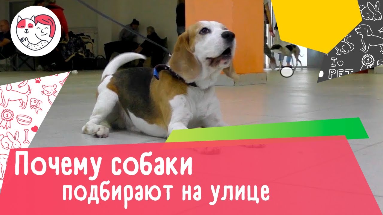 Почему собаки подбирают на улице: 4 причины