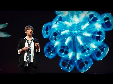 TED】ハイジ・M・ソーシック。海のトワイライトゾーンで私たちを待っている発見 (海のトワイライトゾーンで私たちを待っている発見｜ハイディ・M・ソーシック)