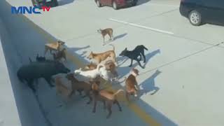 Download lagu VIRAL! Sekelompok Anjing Pemburu Mengejar Seekor Babi Hutan Hingga Masuk Tol Pekanbaru - LIP 25/08 mp3