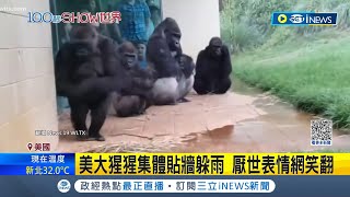 Re: [問卦] 人類打的過黑猩猩嗎