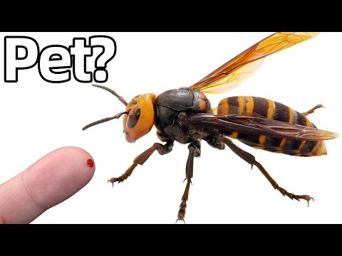 I Got a  Asian Giant Hornet as a Pet (yes, really)