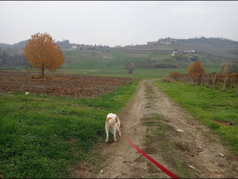 Escursione a Costigliole d'Asti sul Sentiero della Barbera  28_11_2022
