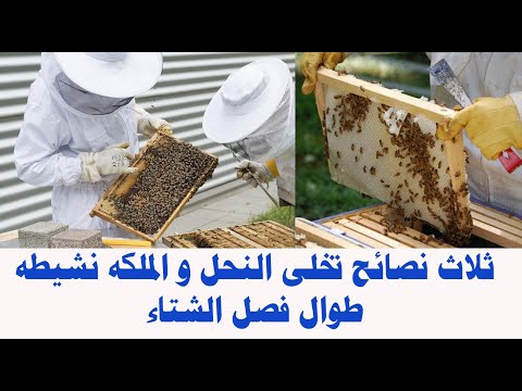 , title : 'ثلاث نصائح تخلى النحل و الملكه نشيطه طوال فصل الشتاء'