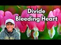 How To Divide Bleeding Heart || Budget Gardening