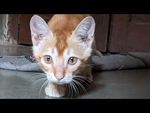 Cute Cat Compilation