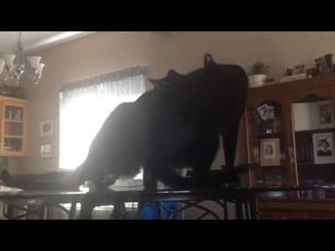 The Student Has Become the Master