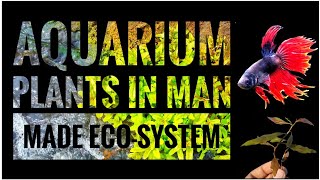 preview picture of video 'Aquarium plants in man made eco-system dam,stream aquatic plants'