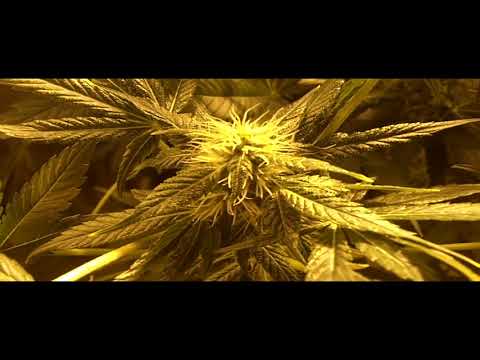 Old Video from 2011 - Flowering Day 21 400w HPS