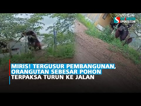 Miris! Tergusur Pembangunan, Orangutan Sebesar Pohon Terpaksa Turun ke Jalan