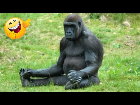 Funny monkeys will make you laugh hard - Funny Animals 🐒