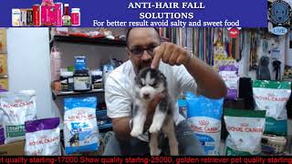 Information About Siberian Husky Dog | Puppy In Live Show | BholaShola | Harwinder Singh Grewal |