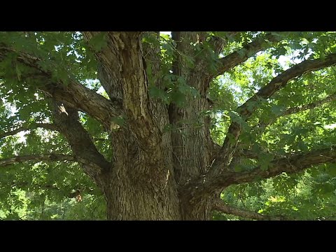 Tree care industry is the 4th most dangerous job in the country