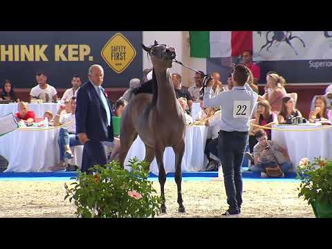N.22 VALENCIA PPJ - Italian Nationals 2018 - Yearling Fillies (Class 1B)