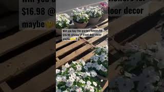 Spring garden flower pots #shorts #springflowers #garden #plantmom