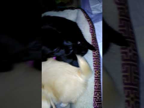 Chihuahua Puppy Love video.