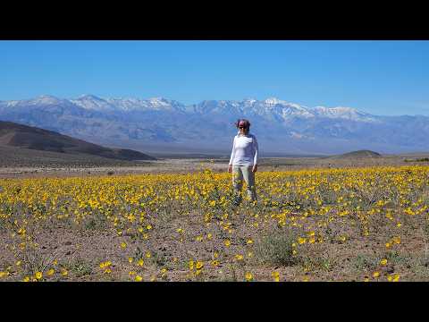 Death Valley Superbloom 2026