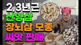 2,3년근 장뇌삼 산양삼 산삼 모종 씨앗 판매합니다 개갑씨앗 산양산씨앗,장뇌삼씨앗, 산삼씨앗 010-3215…