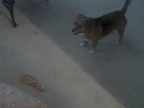 CRAZY DOG ATTACKS BALLOON!