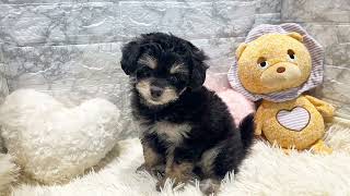 ハーフ犬の動画01