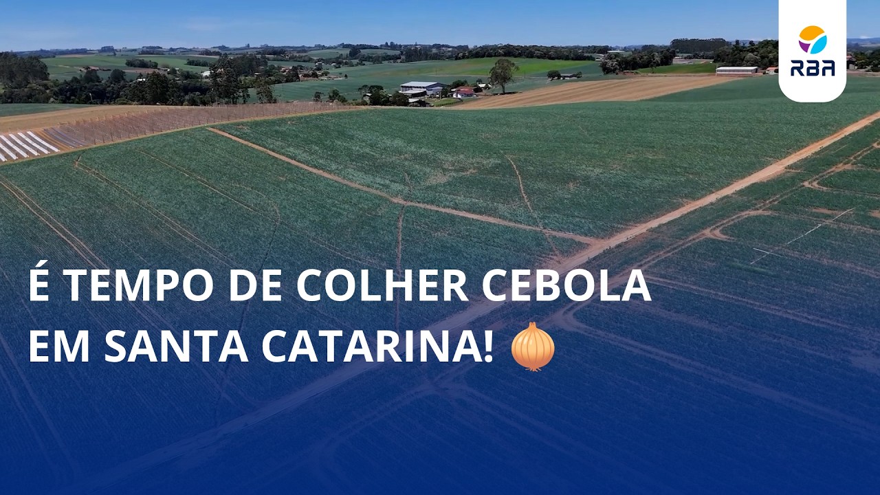 É tempo de colher cebola em Santa Catarina! 