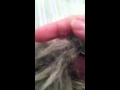 My wolf/fox tails + Black Raven Wolf Pack stuff ...