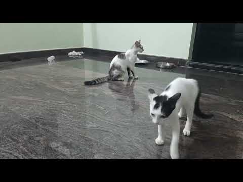 Beautiful Fighting Between  kittens and  her  mum | Mother cat kittens  funny video#cat #catvideos