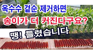 옥수수 송이 크게하려면  뿌리에 나는 곁순, 제거할까? 그대로 둘까? 직접 비교 실험해 보았습니다.-옥수수 …