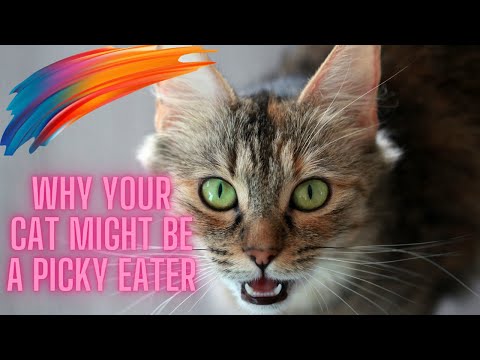 Why Your Cat Might Be a Picky Eater