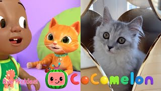 【CoComelon😺Cat】This Is The Way Song (Cody's First Day)