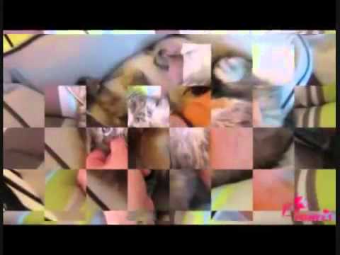 comment traiter un lapin qui a des puces