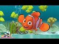 Aquarium Air Laut Ikan Nemo Clownfish Dan Yellow Tang