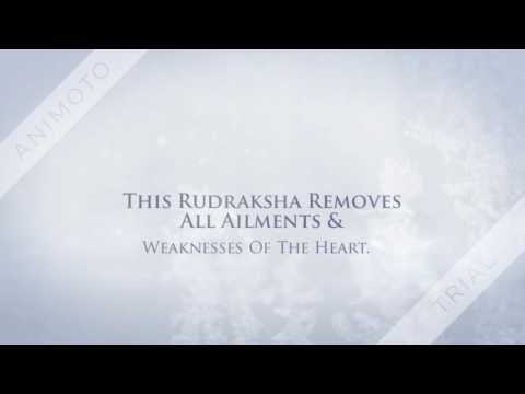 9 Mukhi Rudraksha | 9 मुखी रुद्राक्ष | Original 9 Faced Rudraksha