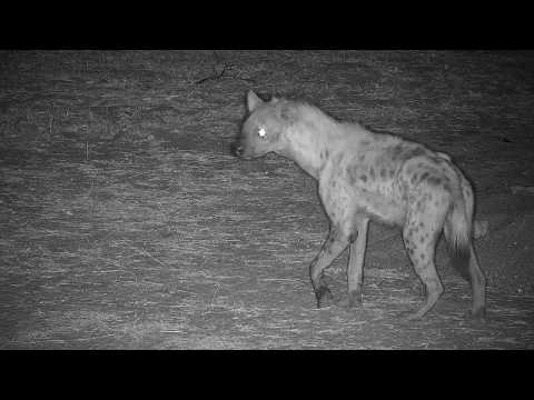 Djuma: Lone Hyena known as Corky gets a drink at pan - 21:06 - 10/04/19