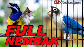 Download lagu MASTERAN FULL TEMBAKAN CUCAK JENGGOT-LOVEBIRD-CUCAK CUNGKOK GACOR KONSLET COCOK BUAT MURAI BATU mp3 Download lagu MASTERAN FULL TEMBAKAN CUCAK JENGGOT-LOVEBIRD-CUCAK CUNGKOK GACOR KONSLET COCOK BUAT MURAI BATU mp3