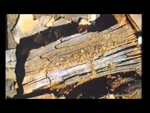 Evolution Of The Horse - The Best Documentary Ever