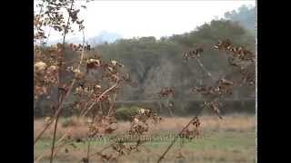 Dry bushes dominate the landscape of Kaziranga National Park