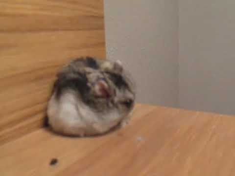 Bolu es Montserrat Caballé