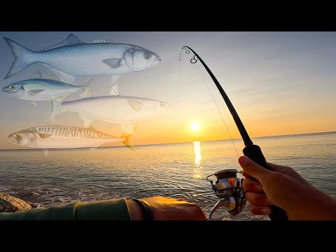 IT ALL HAPPENED! Many Different Fish Species caught from the Beach! Sea Inshore Fishing in Italy