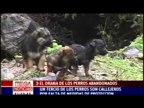 Perros Callejeros